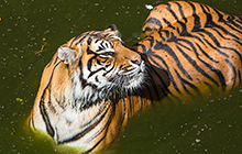 Thrigby Wildlife Gardens Norfolk